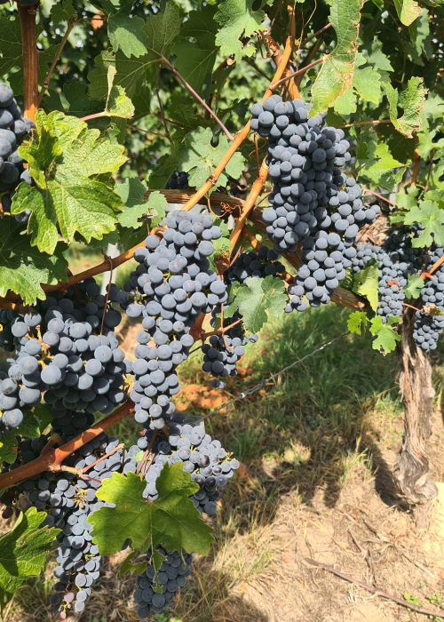 Cabernet Sauvignon Gm 1 20260917 155504